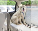 Small #2 Great Pyrenees