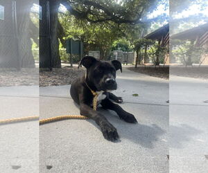 Medium Labrador Retriever Mix