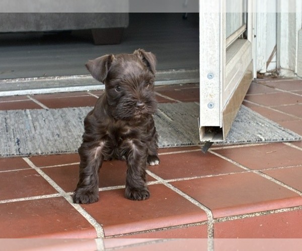 Medium Photo #7 Schnauzer (Miniature) Puppy For Sale in HOUSTON, TX, USA
