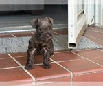 MAPLE - Female Schnauzer (Miniature) Puppy for Sale - Photo #7