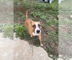 Small #1 Bullboxer Pit