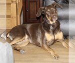 Small #5 Doberman Pinscher Mix