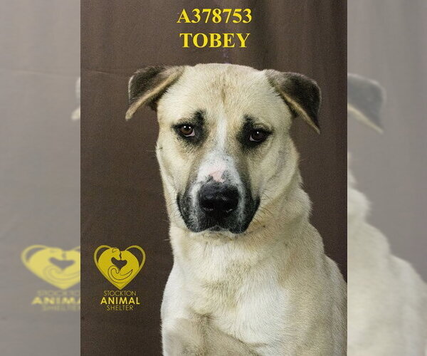Medium Photo #2 Anatolian Shepherd-Unknown Mix Puppy For Sale in Stockton, CA, USA