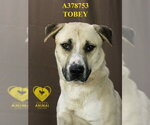 Small #1 Anatolian Shepherd Mix