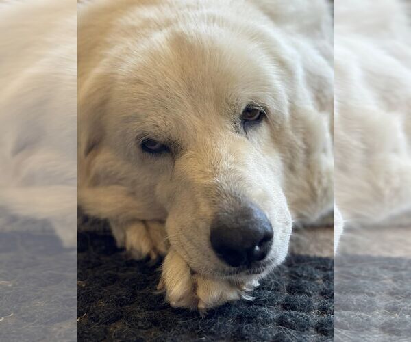 Medium Photo #14 Great Pyrenees Puppy For Sale in Dallas, TX, USA