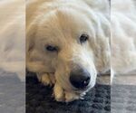 Small #13 Great Pyrenees