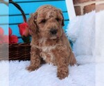 Small #1 Goldendoodle-Poodle (Miniature) Mix