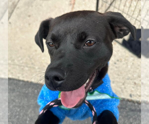 Medium Photo #6 Mutt Puppy For Sale in Germantown, OH, USA