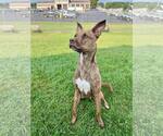 Small #1 American Pit Bull Terrier Mix