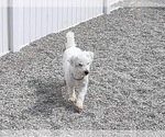 Small Photo #1 Bichon Frise Puppy For Sale in MOUNT PLEASANT, MI, USA
