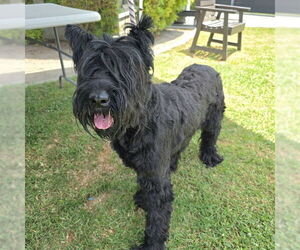 Bouvier Des Flandres-Unknown Mix Dogs for adoption in Long Beach, CA, USA