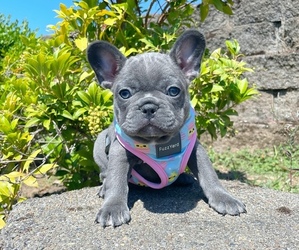 French Bulldog Puppy for sale in CARVER, OR, USA