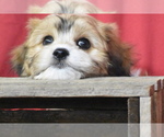 Small #2 Cavachon