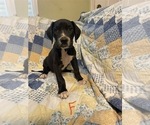 Puppy Black Female 2 Great Dane