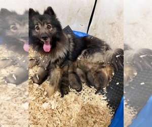Finnish Spitz-Keeshond Mix Puppy for sale in MONCLOVA, OH, USA