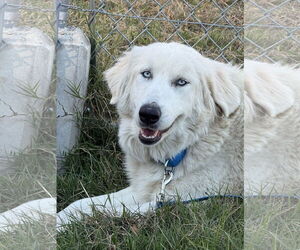 Great Pyrenees-Unknown Mix Dogs for adoption in Croydon, NH, USA