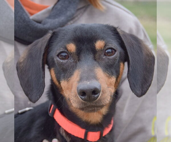 Medium Photo #1 Dachshund Puppy For Sale in Huntley, IL, USA