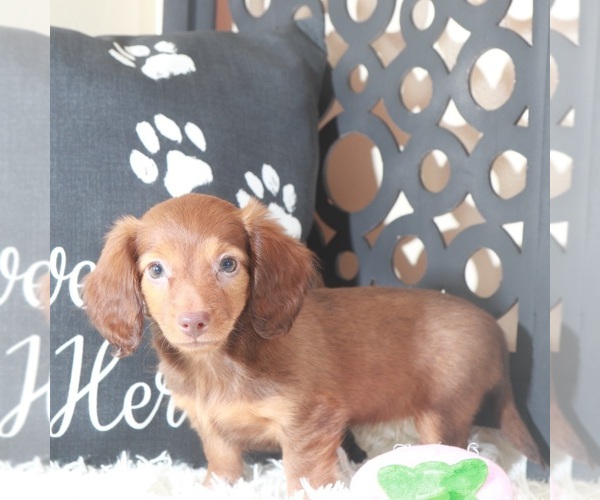 Medium Photo #2 Dachshund Puppy For Sale in MOUNT VERNON, OH, USA