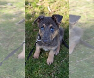 German Shepherd Dog Puppy for sale in LAGRANGE, OH, USA