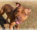 Small #2 American Pit Bull Terrier-Chinese Shar-Pei Mix