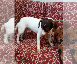 Hondo - Male Jack Chi Dog for Adoption - Photo #4