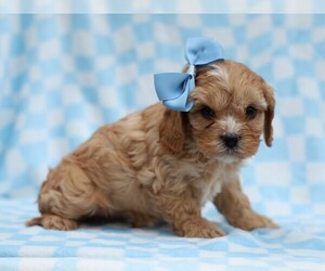 Cavapoo (Miniature) Puppy for sale in LIBERTY, KY, USA