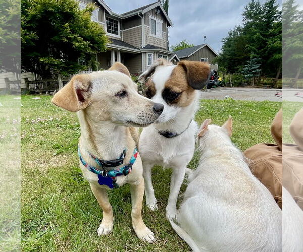 Medium Photo #3 Chiweenie Puppy For Sale in Bellevue, WA, USA