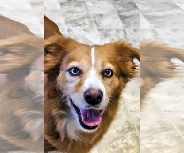 Medium Photo #2 Australian Shepherd-Unknown Mix Puppy For Sale in Raleigh, NC, USA