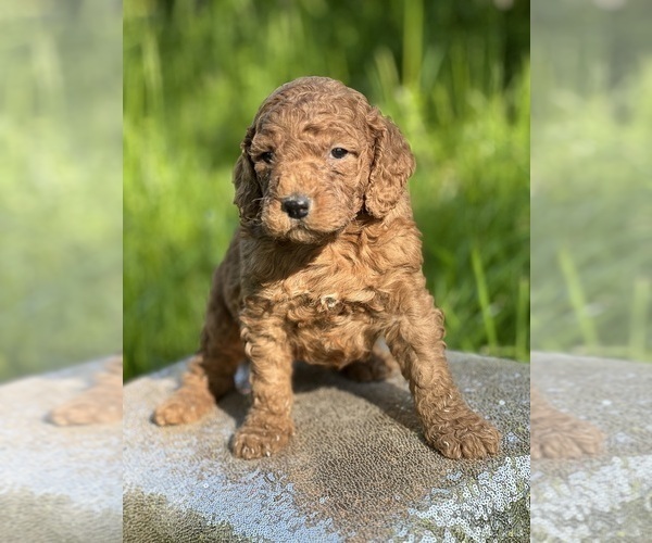 Medium Photo #1 Goldendoodle (Miniature) Puppy For Sale in SCHOHARIE, NY, USA