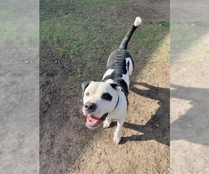 American Pit Bull Terrier-Unknown Mix Dogs for adoption in Riverside, CA, USA