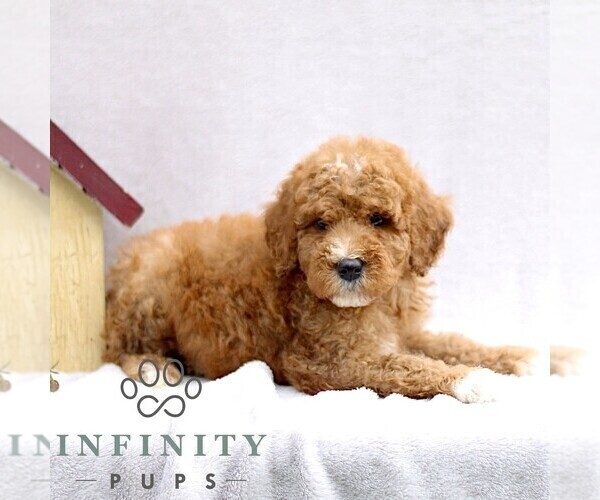 Medium Photo #4 Goldendoodle (Miniature) Puppy For Sale in EPHRATA, PA, USA