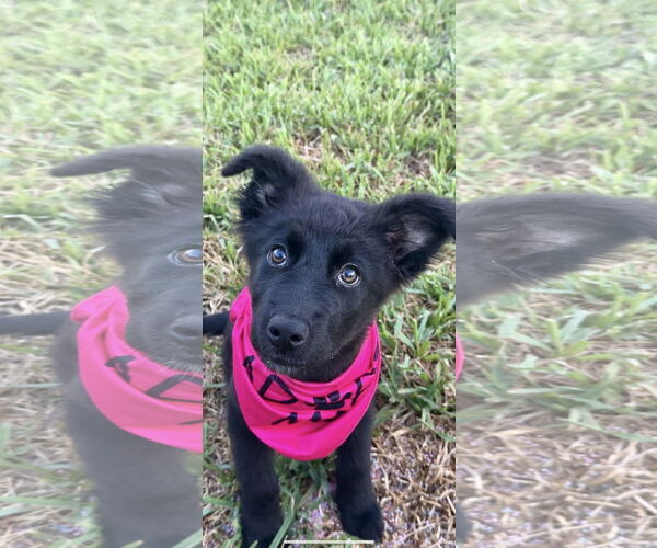 Medium Photo #3 German Shepherd Dog-Unknown Mix Puppy For Sale in The Woodlands, TX, USA