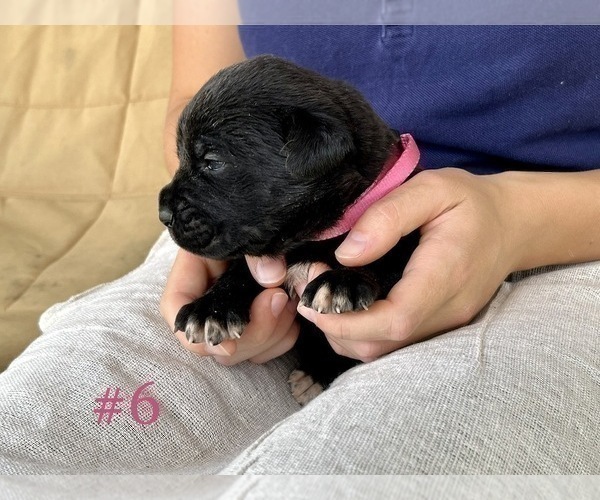 Medium Photo #5 Cane Corso Puppy For Sale in BUMPASS, VA, USA