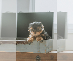 Yorkshire Terrier Puppy for sale in BOILING SPRINGS, SC, USA