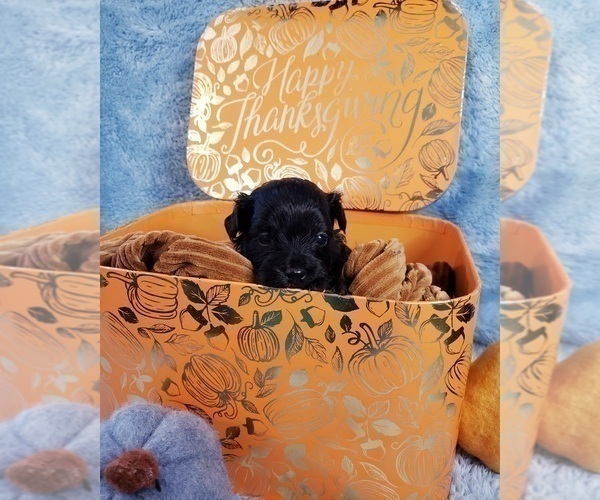 Medium Photo #4 Maltipoo Puppy For Sale in INDEPENDENCE, MO, USA