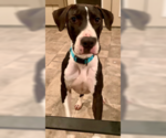 Small #6 American Staffordshire Terrier-Great Dane Mix