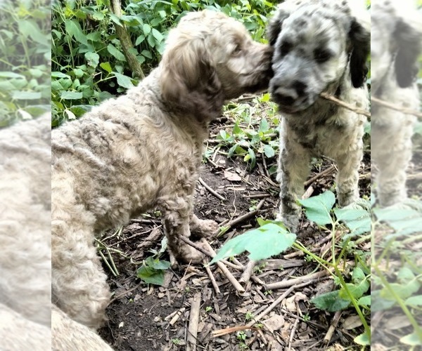 Medium Photo #1 Cockapoo (Miniature) Puppy For Sale in BALTIMORE, MD, USA