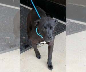 RADAR - COMING SOON - Male Labrador Retriever-Unknown Mix Dog for Adoption - Photo #2
