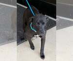 Small Photo #2 Labrador Retriever-Unknown Mix Puppy For Sale in Sheboygan, WI, USA