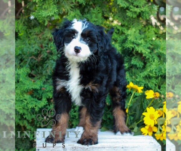 Medium Photo #3 Bernedoodle (Miniature) Puppy For Sale in LITITZ, PA, USA