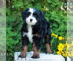 Small #2 Bernedoodle (Miniature)