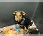 Small Doberman Pinscher-German Shepherd Dog Mix
