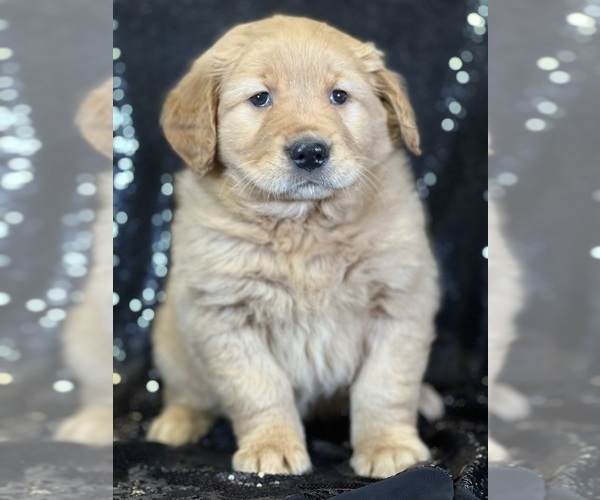 Medium Photo #1 Golden Retriever Puppy For Sale in FORT PLAIN, NY, USA