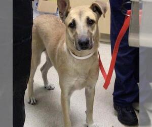 Labrador Retriever-Unknown Mix Dogs for adoption in Riverside, CA, USA