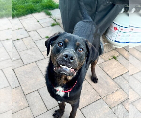 Medium Photo #10 Mutt Puppy For Sale in Canton, CT, USA