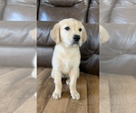 Small Photo #27 Golden Retriever Puppy For Sale in DEARBORN, MO, USA