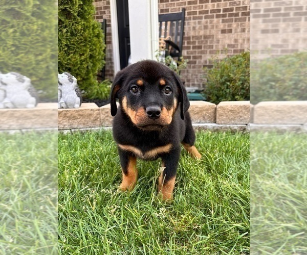 Medium Photo #5 Rottweiler Puppy For Sale in INDIANAPOLIS, IN, USA