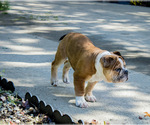 Small Photo #21 Olde English Bulldogge Puppy For Sale in OVERLAND, KS, USA