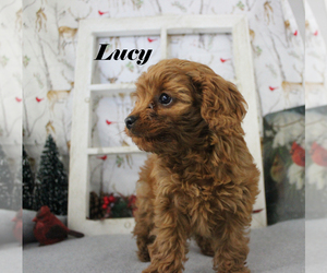 Cavapoo Puppy for sale in CHANUTE, KS, USA
