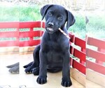 Small #9 Labrador Retriever